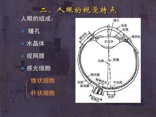 关于瞳孔识别科技知识的信息-图3