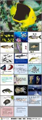 关于鱼的科技知识大全简单（关于鱼的科普小知识）-图3