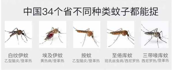 关于蚊子的高科技知识有哪些（秒懂百科关于蚊子）-图2