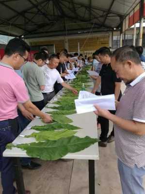 烤烟种植科技知识培训内容（烤烟种植科技知识培训内容有哪些）-图3