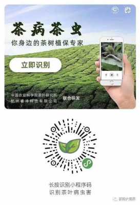 茶叶种植黑科技知识（茶叶种植新技术）-图3