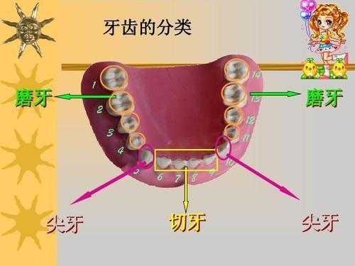 牙齿的最新科技知识有哪些（牙齿的科学）-图2