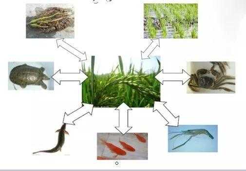 稻田种植科技知识点归纳（当前稻田综合种养存在的科技问题有哪些?）-图1